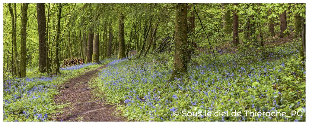 Sous le ciel de Thiérache - Photo Chemin forestier dans la forêt de Saint-Michel