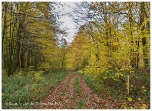 Sous le ciel de Thiérache - Layon dans la forêt de Saint-Michel ©
