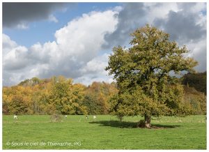 Sous le ciel de Thiérache - Paysage bocager du côté de Bucilly ©