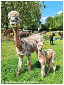 Une alpaga tachetée brun et blanc se tient dans un pré verdoyant aux côtés de son petit, tous deux regardant l’objectif. En arrière-plan, plusieurs alpagas broutent paisiblement près d’arbres et d’une clôture, sous un ciel bleu lumineux. Mention « © Les Alpagas de la Cour Farroux » en bas de l’image.