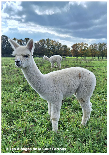 Un jeune alpaga blanc se tient dans un pré herbeux sous un ciel nuageux, regardant légèrement sur le côté. À l’arrière-plan, un autre alpaga est visible dans la prairie bordée d’arbres aux couleurs automnales. Mention « © Les Alpagas de la Cour Farroux » en bas de l’image.