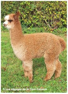 Un jeune alpaga au pelage brun clair se tient de profil dans un pré herbeux, avec une haie verdoyante en arrière-plan. Sa toison dense et bouclée est bien visible. Mention « © Les Alpagas de la Cour Farroux » en bas de l’image.