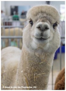 Gros plan attendrissant d’un alpaga blanc au pelage tondu, regardant l’objectif avec de grands yeux sombres, quelques brins de paille accrochés au cou, dans un enclos intérieur flou en arrière-plan.