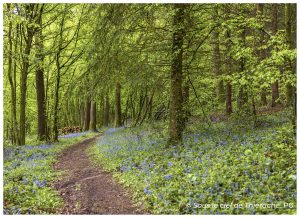 Sentier forestier dans la forêt de Saint-Michel-en-Thiérache, chemin de terre serpentant entre de grands arbres au printemps, bordé d’un tapis de jacinthes sauvages bleues sous un couvert de feuillage vert lumineux.