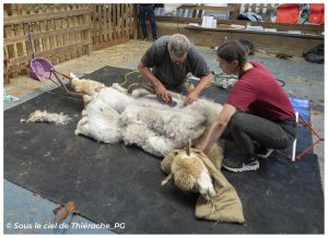 Tonte d’un alpaga blanc dans l'élevage de la Cour Farroux en Thiérache, avec deux personnes retirant délicatement l’épaisse toison de l’animal allongé sur un tapis de travail, dans une ambiance de ferme authentique.